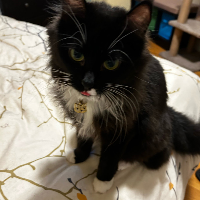 Loving Cat Mom And Sitter