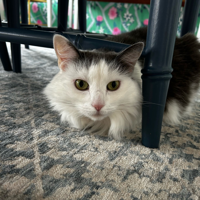 Loving Cat Mom And Sitter
