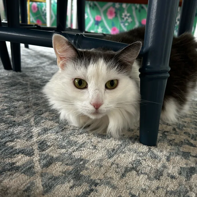 Loving Cat Mom And Sitter