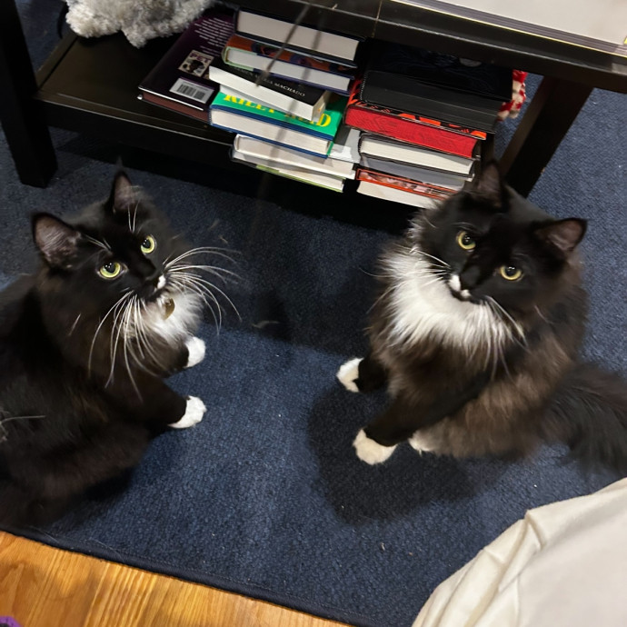 Loving Cat Mom And Sitter
