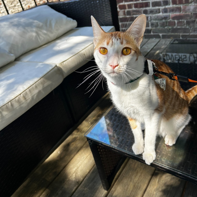 Loving Cat Mom And Sitter