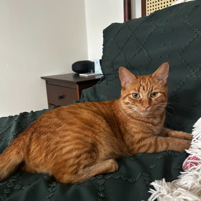 Loving Cat Mom And Sitter