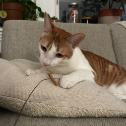 Photo #4