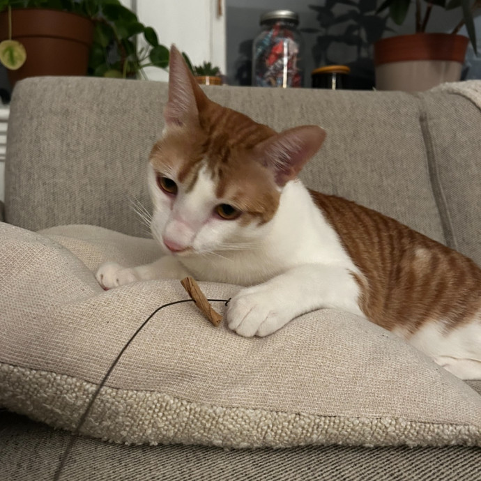 Loving Cat Mom And Sitter
