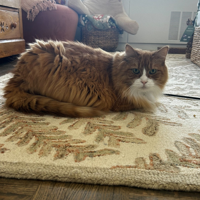 Loving Cat Mom And Sitter