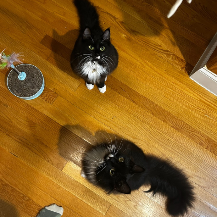 Loving Cat Mom And Sitter photo 3