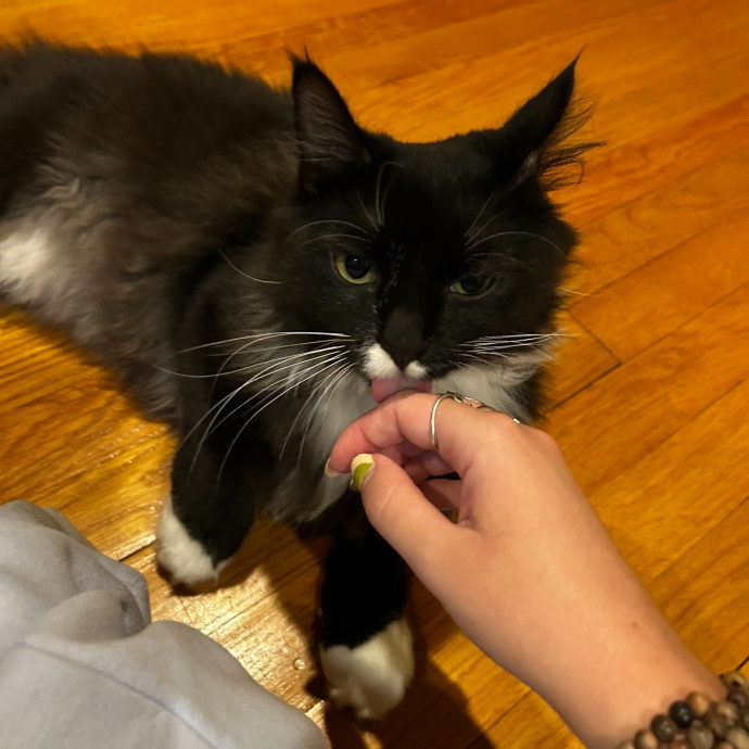 Loving Cat Mom And Sitter photo 2