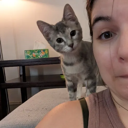 Laura J's Chicago Cat Care photo 4