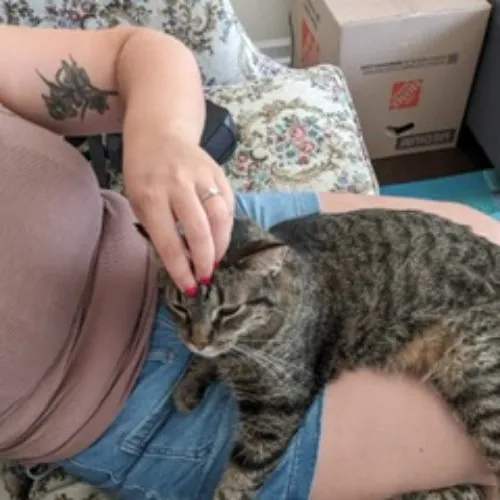 Laura J's Chicago Cat Care photo 3