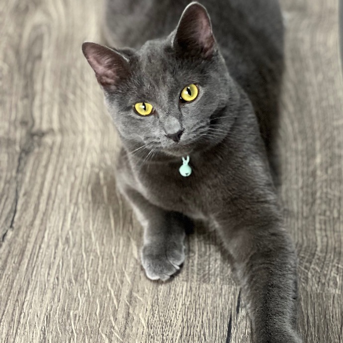 Sabrina Supercatnanny