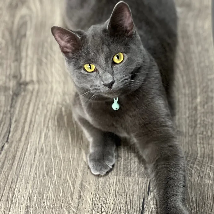 Sabrina Supercatnanny