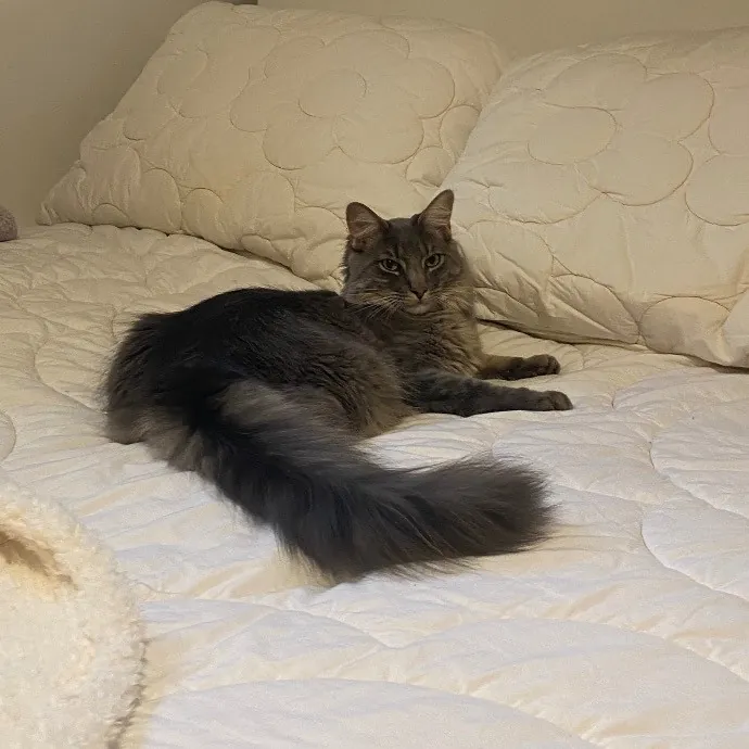 Sabrina Supercatnanny