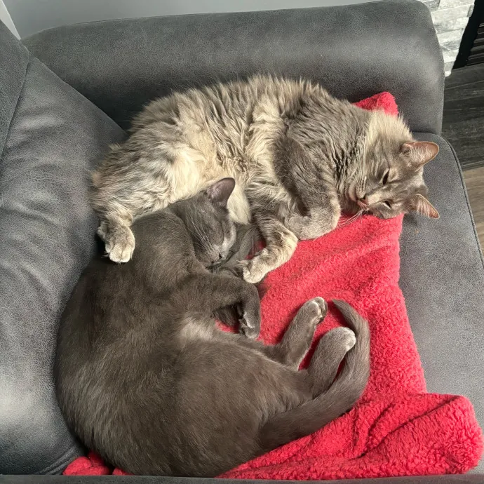 Sabrina Supercatnanny