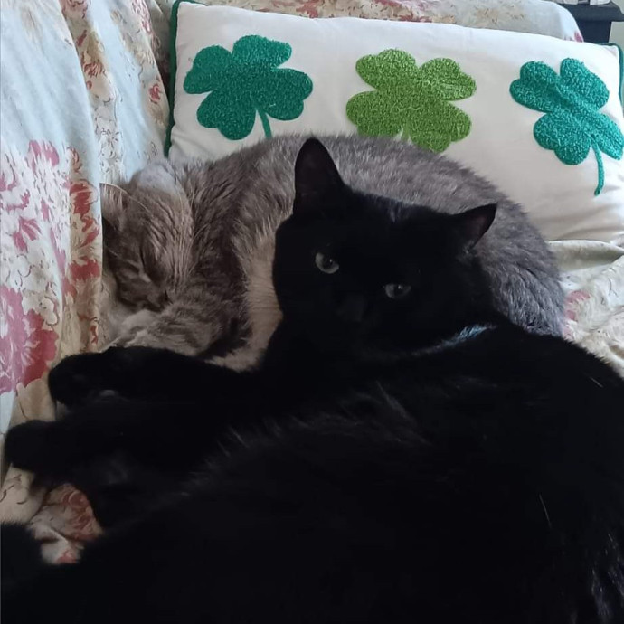 Caring Cat Lady