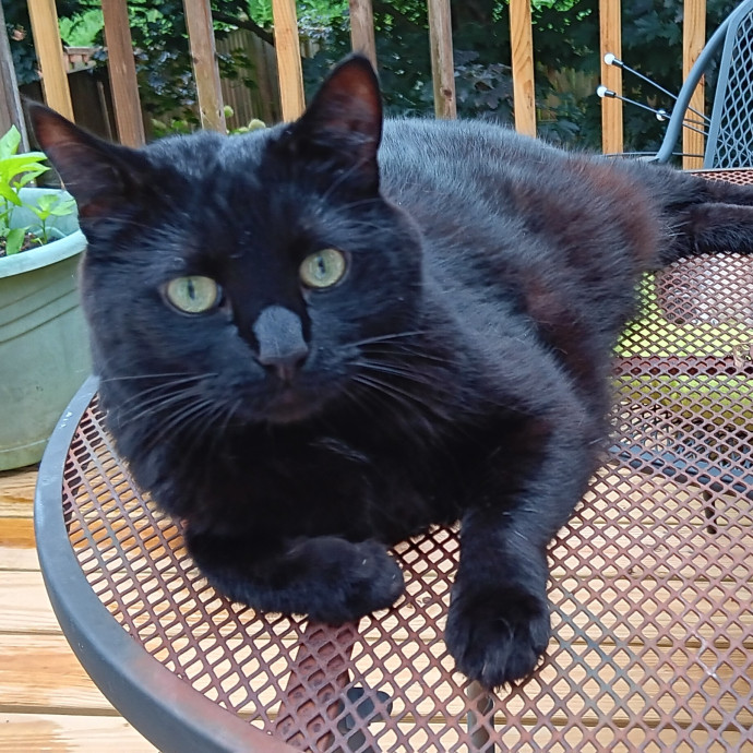 Caring Cat Lady photo 3
