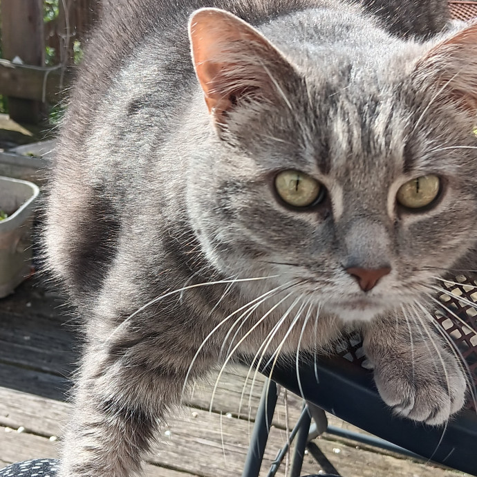 Caring Cat Lady photo 2
