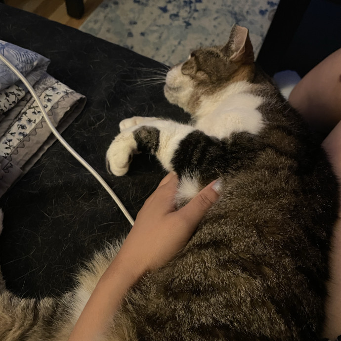 Diana's Cat Care