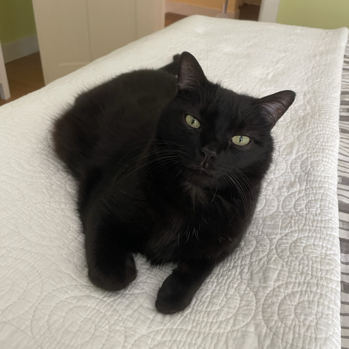 Diana's Cat Care photo 2