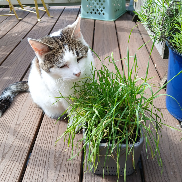 Patient Cat Sitter photo 3