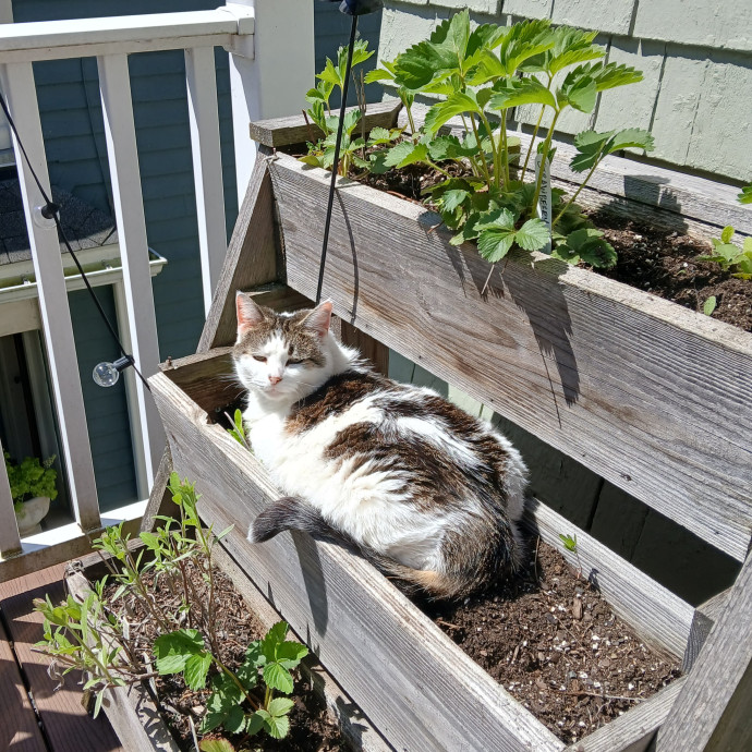 Patient Cat Sitter photo 2
