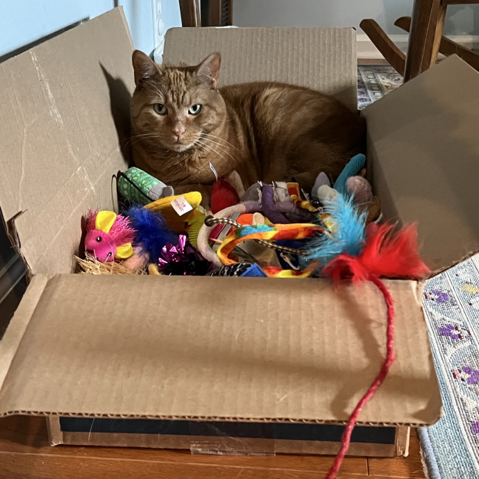 Treating Your Cats Like Family