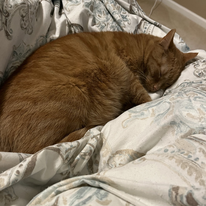 Treating Your Cats Like Family