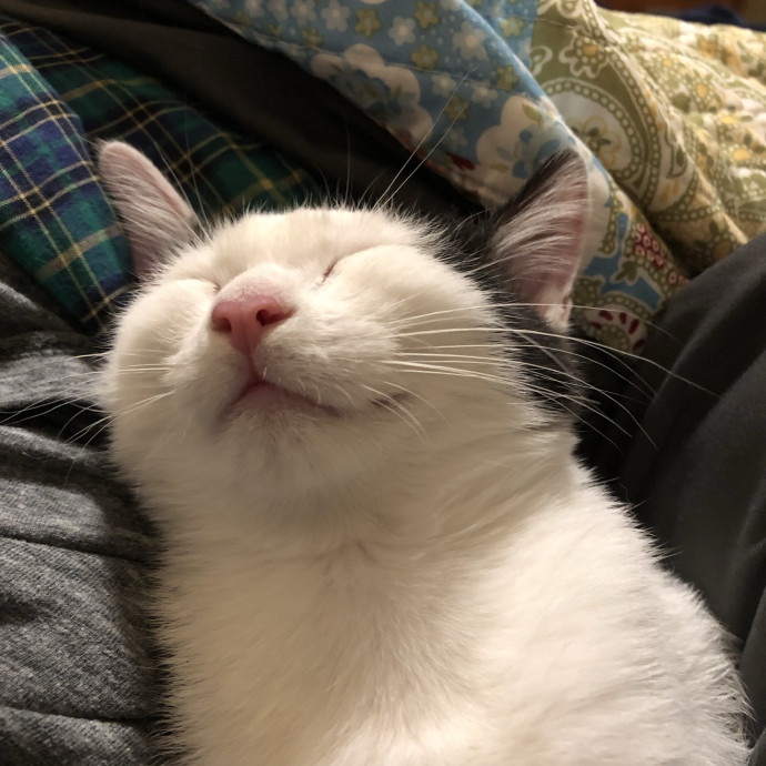 Treating Your Cats Like Family