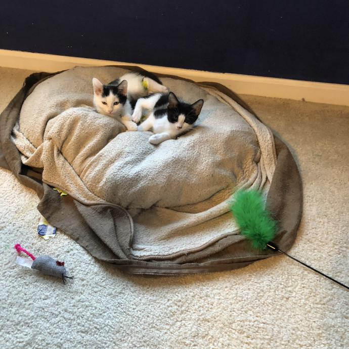 Treating Your Cats Like Family