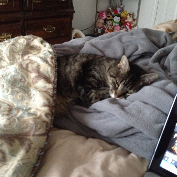 Treating Your Cats Like Family