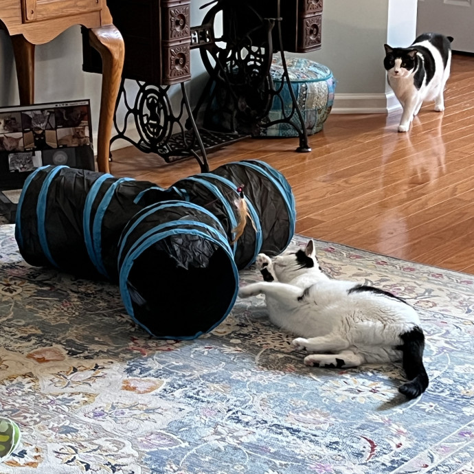 Treating Your Cats Like Family