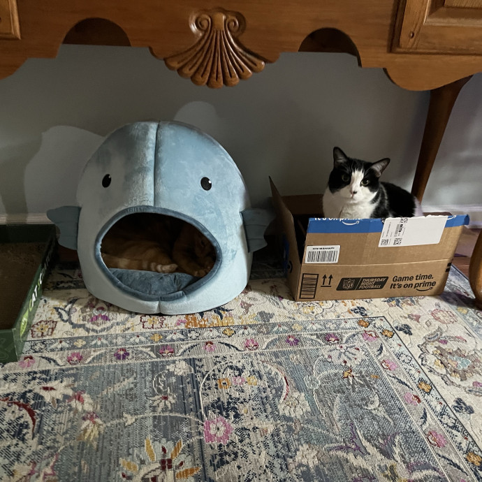 Treating Your Cats Like Family