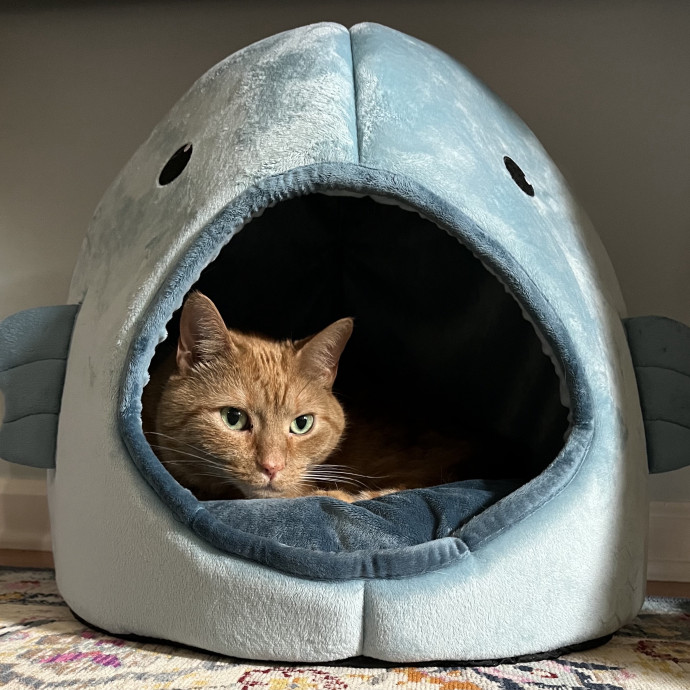 Treating Your Cats Like Family