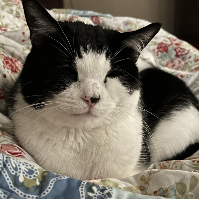 Treating Your Cats Like Family