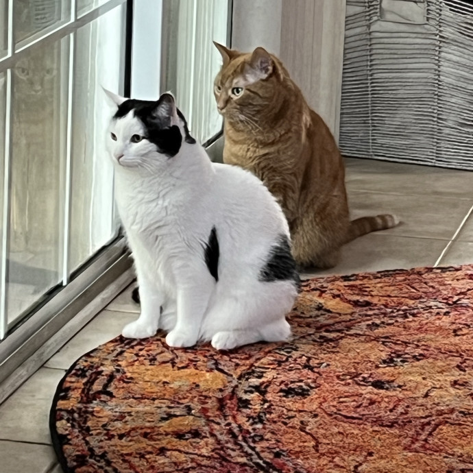 Treating Your Cats Like Family