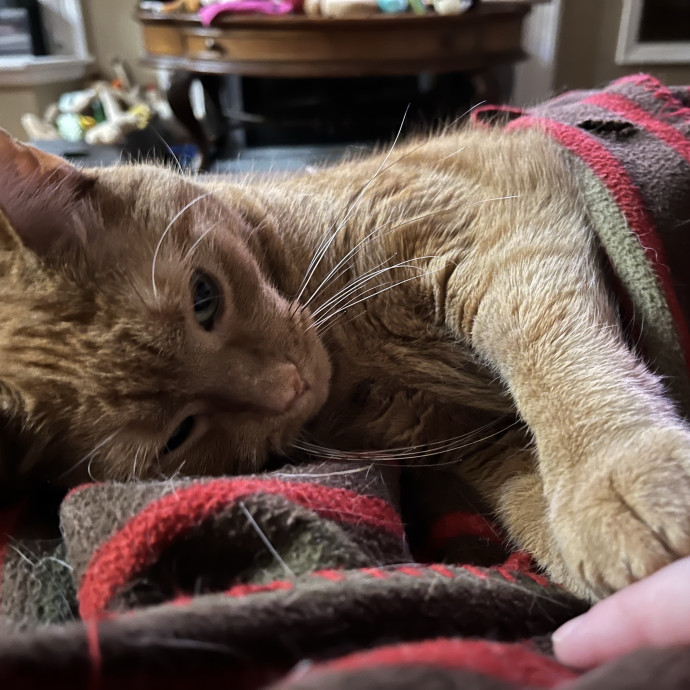 Treating Your Cats Like Family