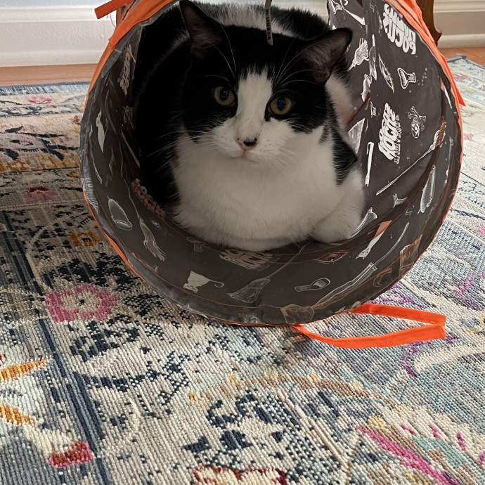 Treating Your Cats Like Family