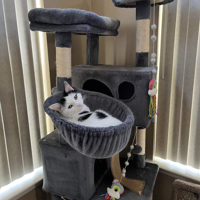 Treating Your Cats Like Family