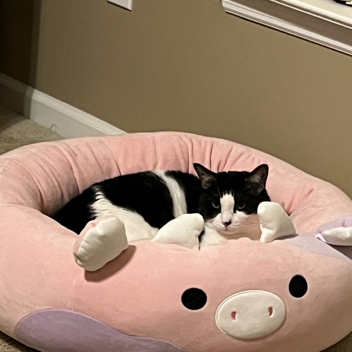 Treating Your Cats Like Family