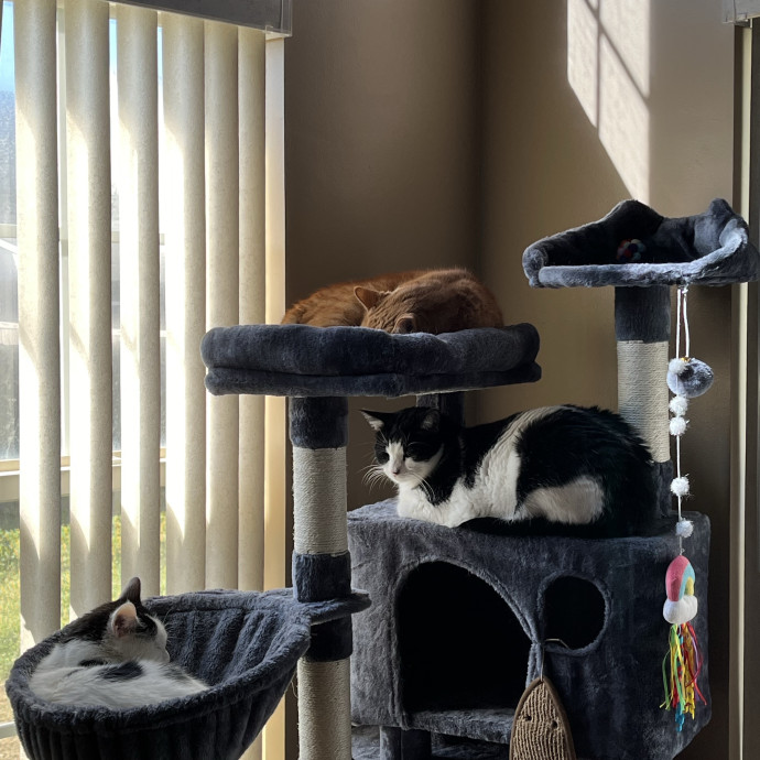 Treating Your Cats Like Family