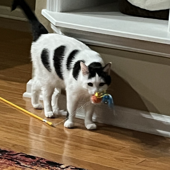 Treating Your Cats Like Family