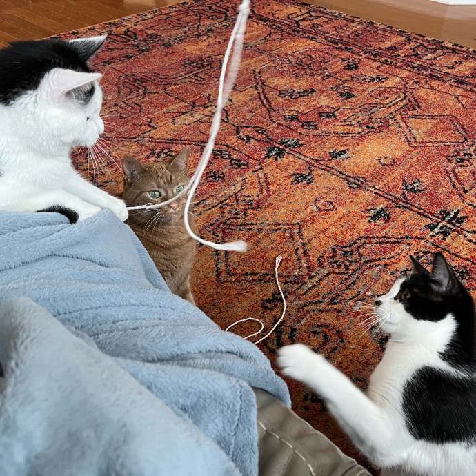 Treating Your Cats Like Family