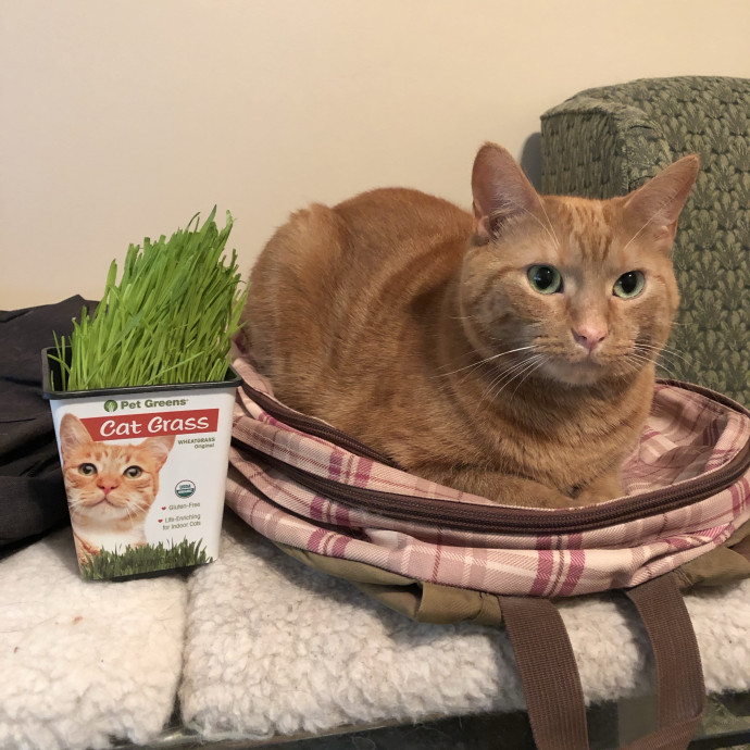 Treating Your Cats Like Family
