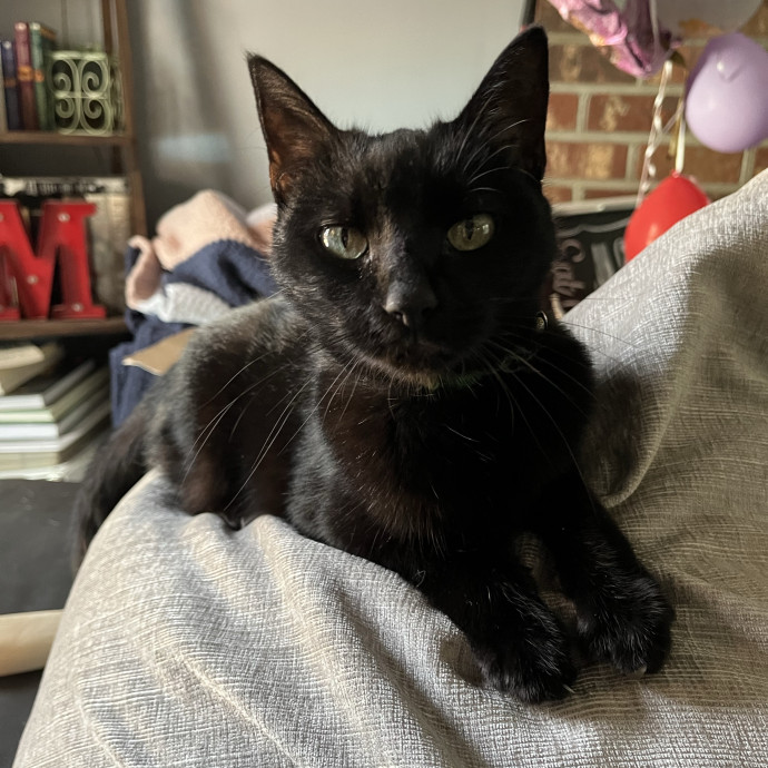 Treating Your Cats Like Family