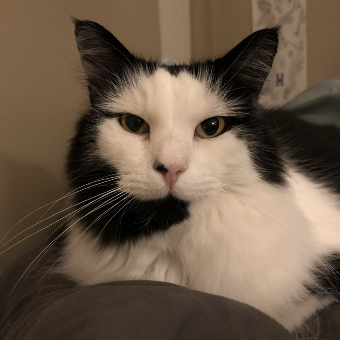 Treating Your Cats Like Family