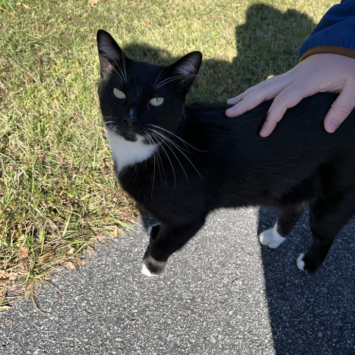Treating Your Cats Like Family