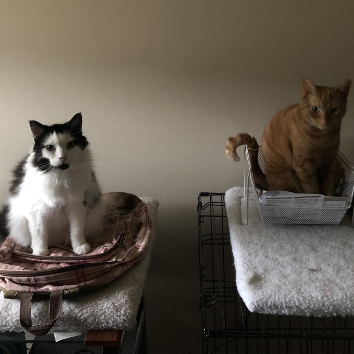 Treating Your Cats Like Family