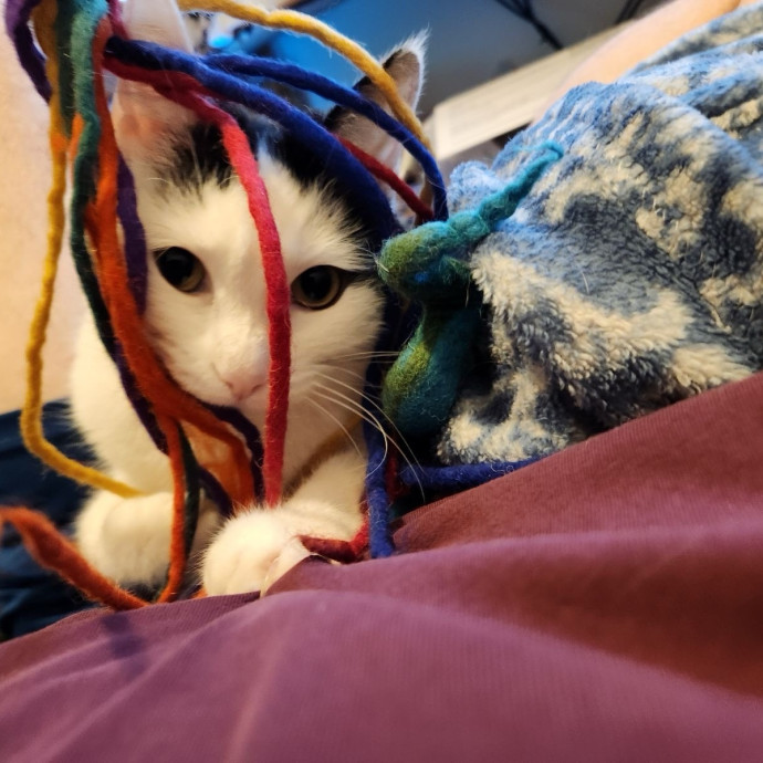 Treating Your Cats Like Family