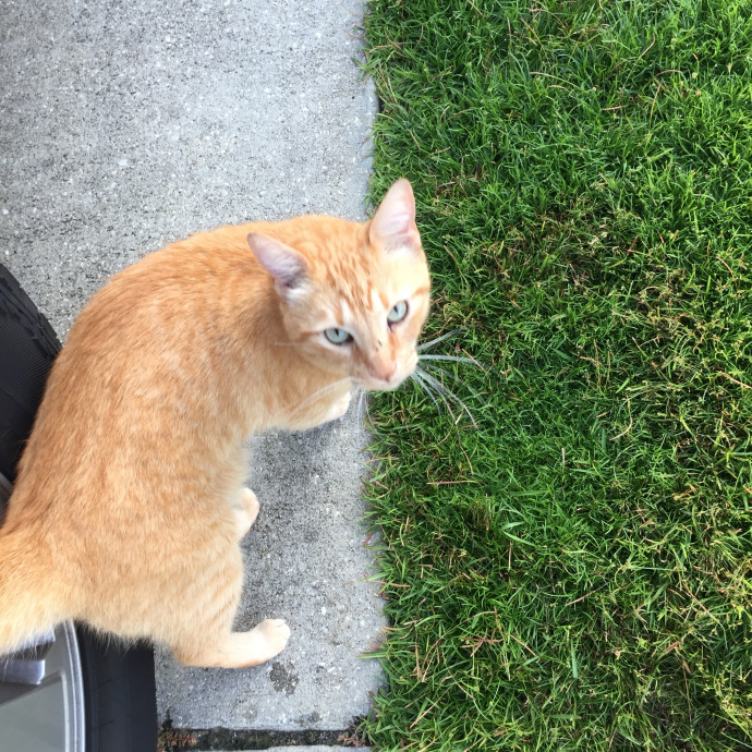 Treating Your Cats Like Family
