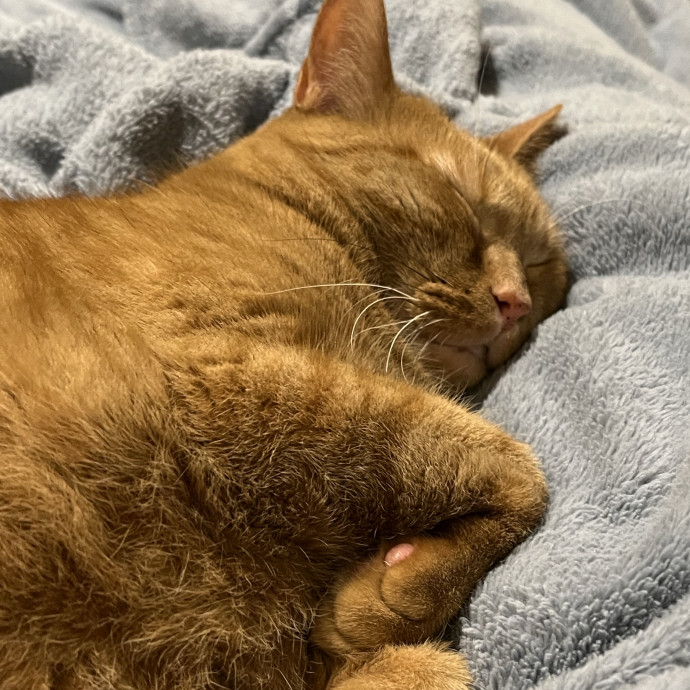 Treating Your Cats Like Family