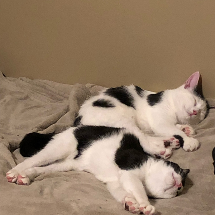 Treating Your Cats Like Family
